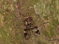 Unidentified Dichoptera sp  - Kaeng Krachan NP