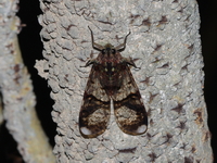 Unidentified Dichoptera sp  - Koh Tarutao