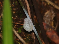 Unidentified Flatinae subfamily  - Pa Phru Sirindhorn