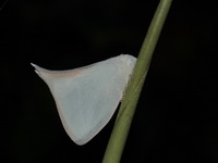 Unidentified Flatinae subfamily  - Bala