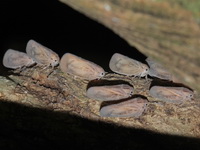 Unidentified Flatinae subfamily  - Phuket