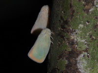 Unidentified Flatinae subfamily  - Khao Luang NP