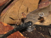 Unidentified Gerridae family  - Sri Phang Nga NP
