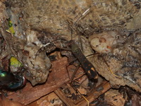 Unidentified Leptocorisa sp  - Kaeng Krachan NP