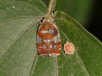 Unidentified Lophopidae family  - Kui Buri NP
