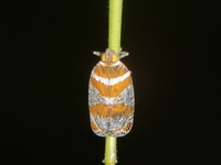 Unidentified Lophopidae family  - Baan Maka