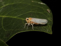 Unidentified Meenoplidae family  - Baan Maka