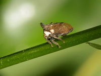 Unidentified Membracidae family  - Baan Maka