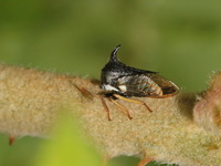 Unidentified Membracidae family  - Doi Chang