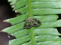 Unidentified Nogodinidae family  - Phuket
