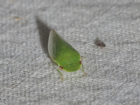 Unidentified Petalocephala sp  - Baan Maka