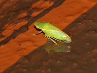 Unidentified Petalocephala sp  - Khao Ramrom