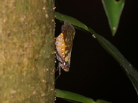 Unidentified Polydictya sp  - female  - Doi Phu Kha NP