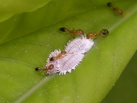 Unidentified Pseudococcidae family  - Phuket
