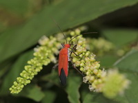 Unidentified Pyrrhocoridae family  - Baan Maka