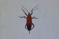 Unidentified Pyrrhocoridae family  - Kaeng Krachan NP