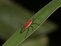 Unidentified Pyrrhocoridae family  - Khao Yai Da