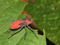 Unidentified Pyrrhocoridae family  - Kaeng Krachan NP
