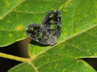 Unidentified Ricanoptera sp  - Doi Inthanon NP