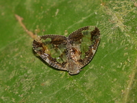 Unidentified Ricanoptera sp  - Kui Buri NP