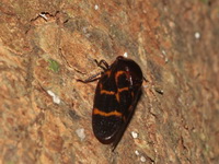 Unidentified Trichoscarta sp  - Kui Buri NP