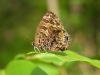 Aberrant Oakblue - ssp abseus  - Phuket
