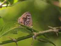Aberrant Oakblue - ssp indicus  - Ta Phraya NP