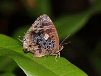 Aberrant Oakblue - ssp indicus  - Baan Maka
