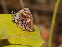 Aberrant Oakblue - ssp ophiala - female  - Chumphon