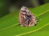 Aberrant Oakblue - ssp ophiala - female  - Tha Chana