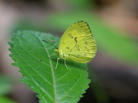 Anderson's Grass Yellow - ssp andersoni - male  - Khao Ramrom