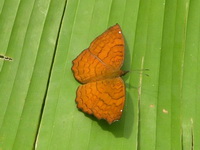 Angled Castor - ssp ariadne  - Phuket