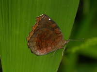 Angled Castor - ssp ariadne  - Phuket