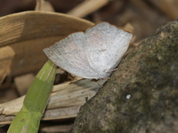 Angled Sunbeam - ssp dentata  - Umphang WS