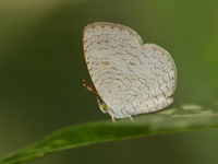 Apefly - ssp epius - female  - Baan Maka