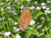Autumn Leaf - ssp pratipa - female  - Phuket