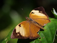 Autumn Leaf - ssp pratipa - female  - Sri Phang Nga NP
