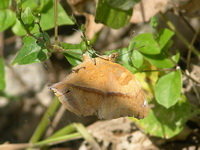 Autumn Leaf - ssp pratipa - female  - Phuket