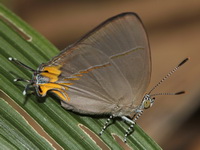 Azure Royal - ssp viga  - Kaeng Krachan NP