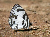 Banded Blue Pierrot - ssp ethion  - Pang Sida NP