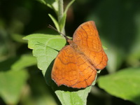 Banded Castor - ssp arca - male  - Khao Soi Dao WS