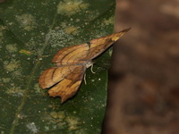 Banded Dandy - ssp glaucescens - female  - Khao Yai NP