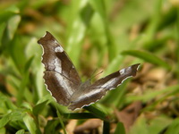 Banded Dandy - ssp glaucescens - male  - Doi Suthep-Pui NP