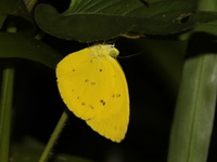 Banded Grass Yellow - ssp nicevillei - male  - Bala