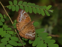 Banded Marquis - ssp goodrichi - female  - Kaeng Krachan NP