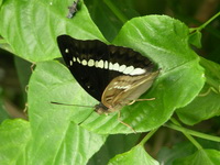 Banded Marquis - ssp goodrichi - male  - Phuket