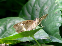 Banded Marquis - ssp goodrichi - male  - Phuket