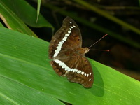 Banded Marquis - ssp goodrichi - male  - Sri Phang Nga NP