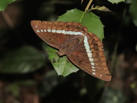 Banded Marquis - ssp goodrichi - male   - Kaeng Krachan NP