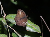 Banded Marquis - ssp gupta - female  - Khao Soi Dao WS